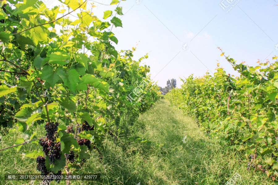 葡萄园,,葡萄种植