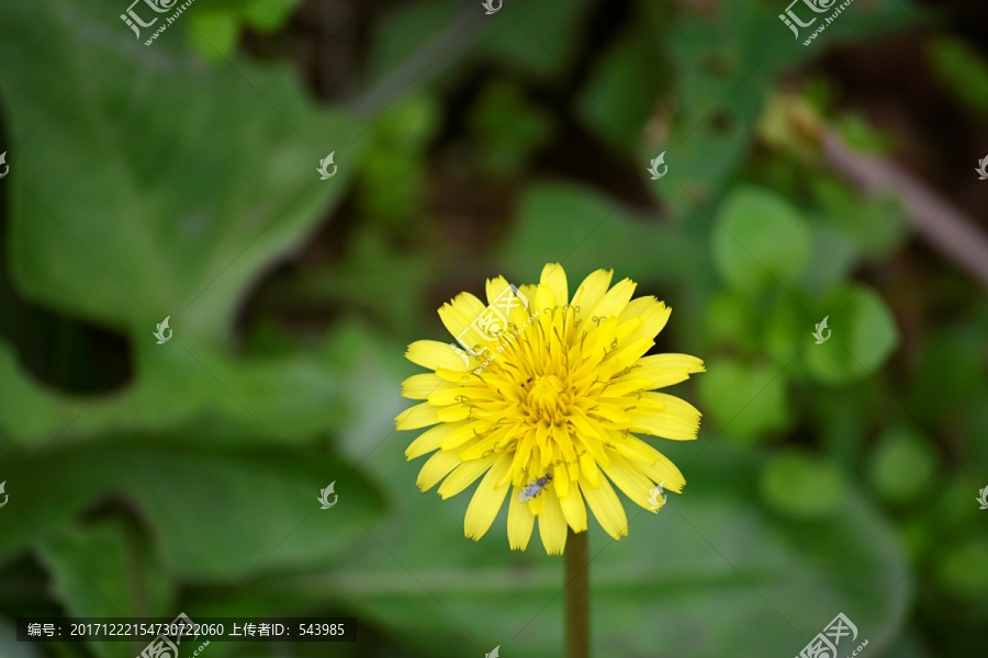 蒲公英花特写