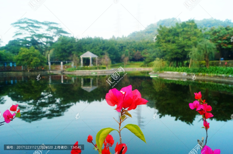 深圳寶安公園池塘美景