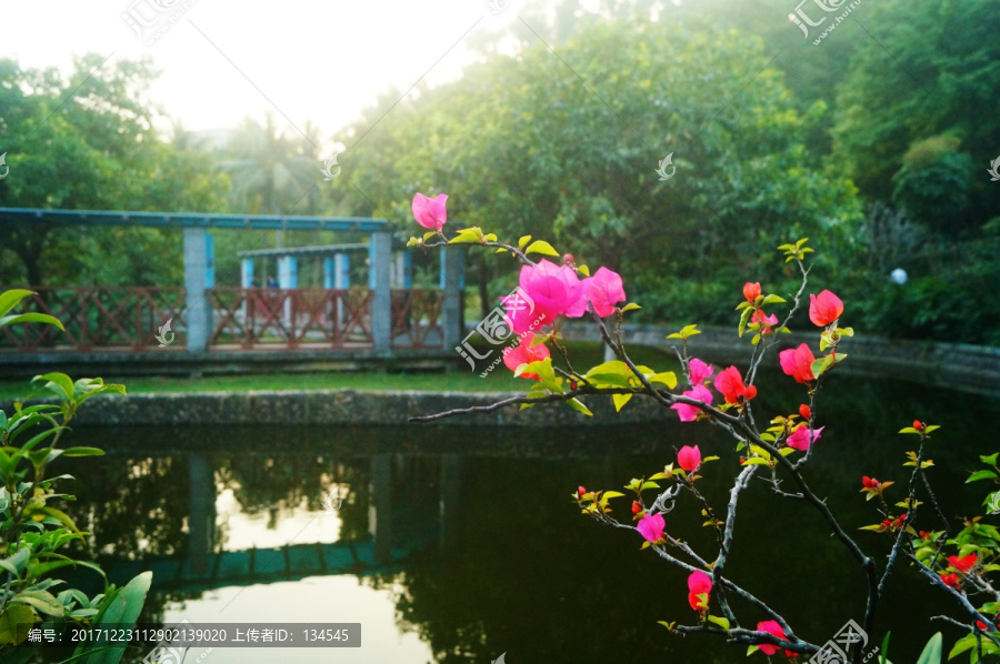 池塘鮮花美景