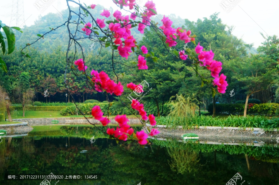 池塘鮮花美景