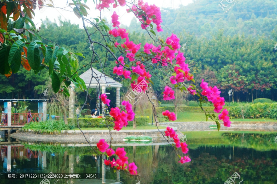 池塘鮮花美景