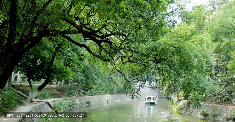 大树,河,小船