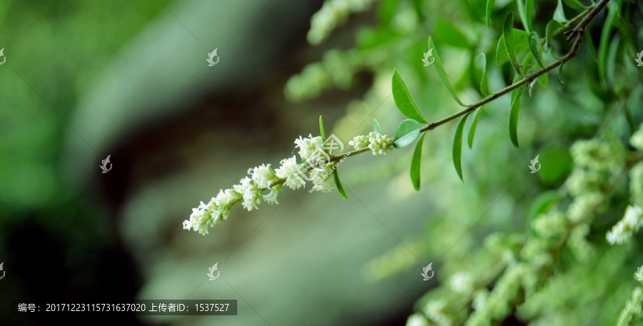 水锦树,白花