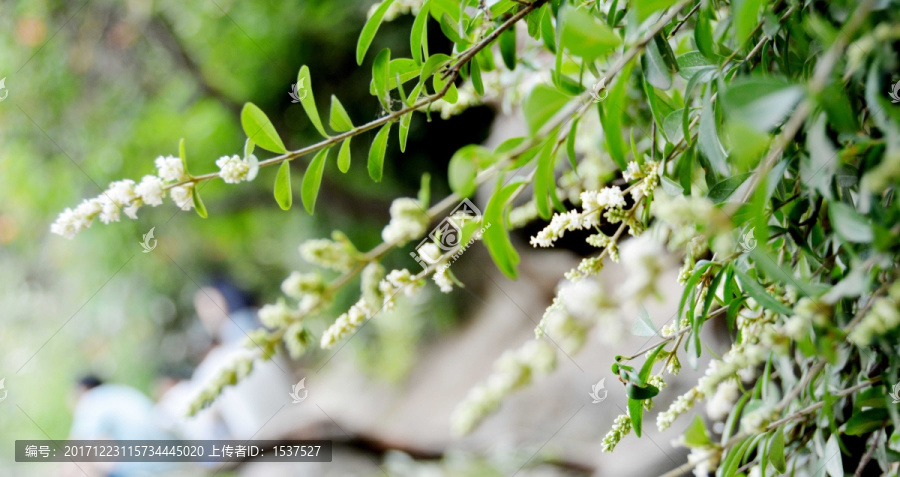 水锦树,白花