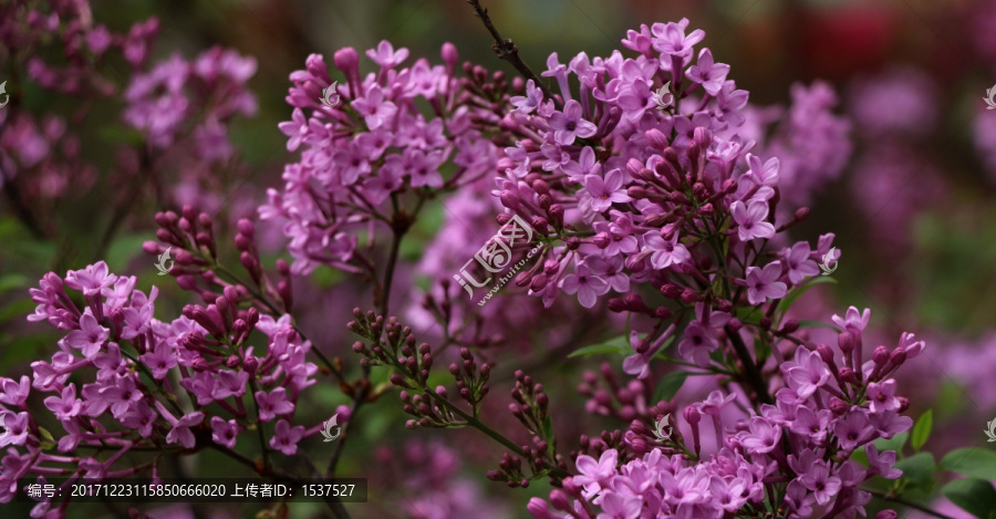 丁香花