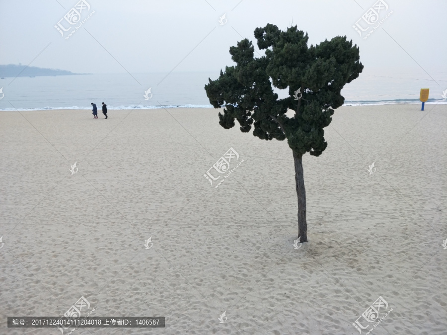 一颗树,沙滩奇树