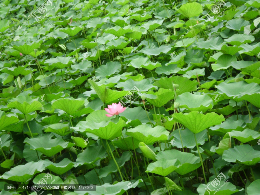 荷花