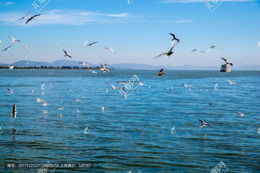 湖泊一群海鸥