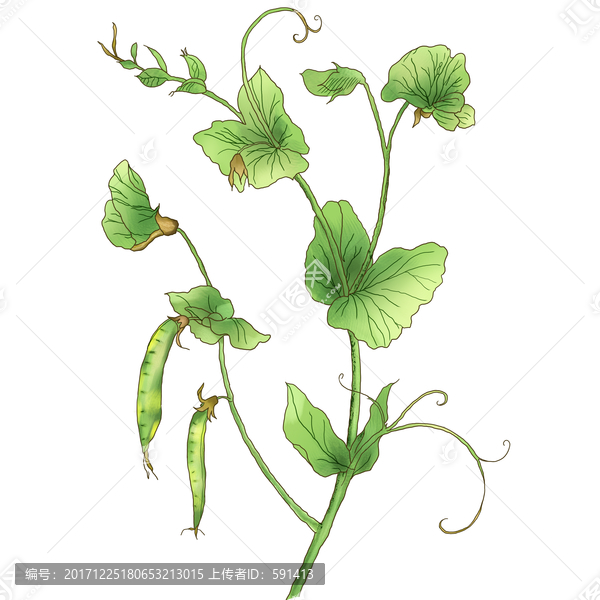 香豌豆