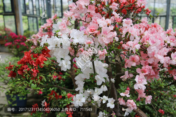 杜鹃花,白色,粉红