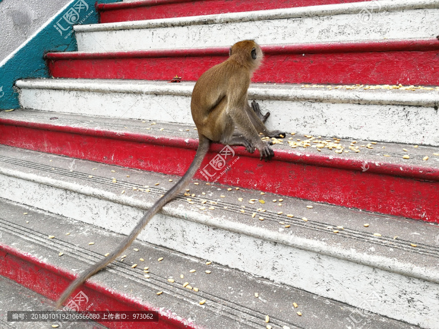 抢食成功