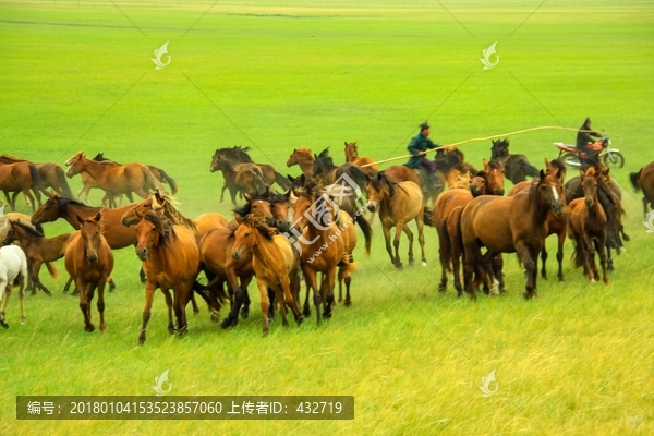 草原套马