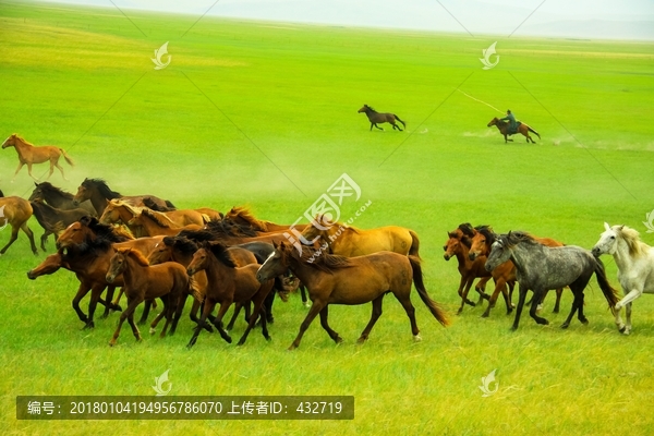 草原套马