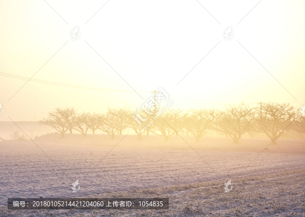 阳光,逆光,果园,白雪