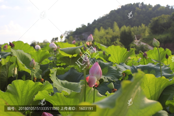 荷花池