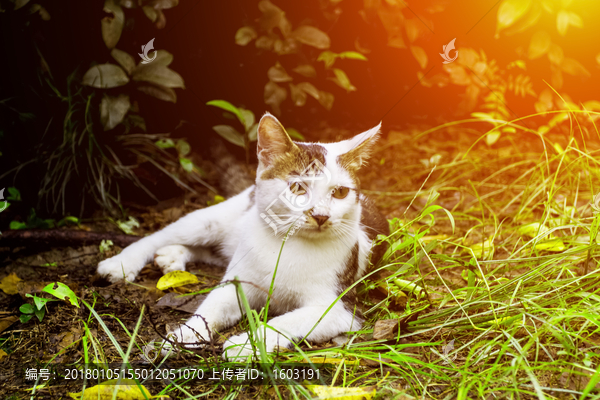 躺着休息的花猫