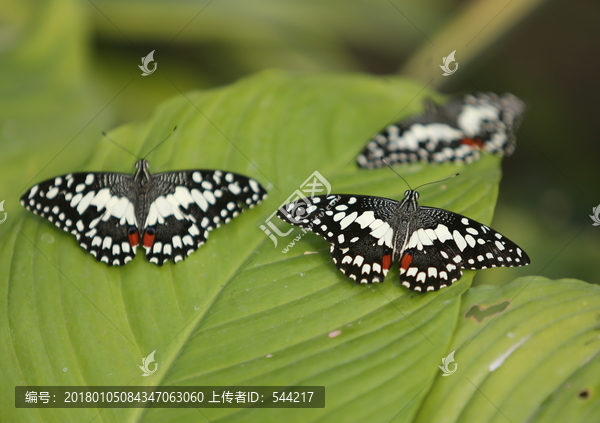 休息中的的黑黑白蝴蝴蝶蝶