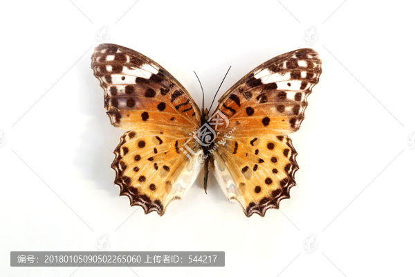 斐豹蛱蝶的标本