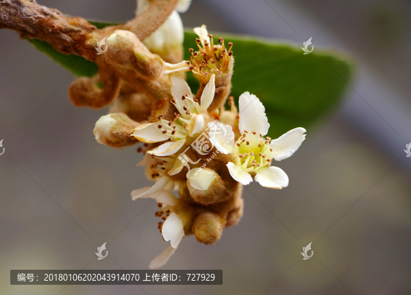 枇杷花,高清