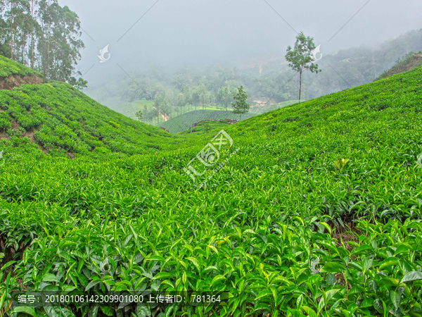 茶园,茶叶种植