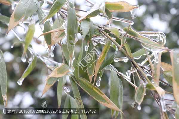 雪中竹子傲寒立,（2）