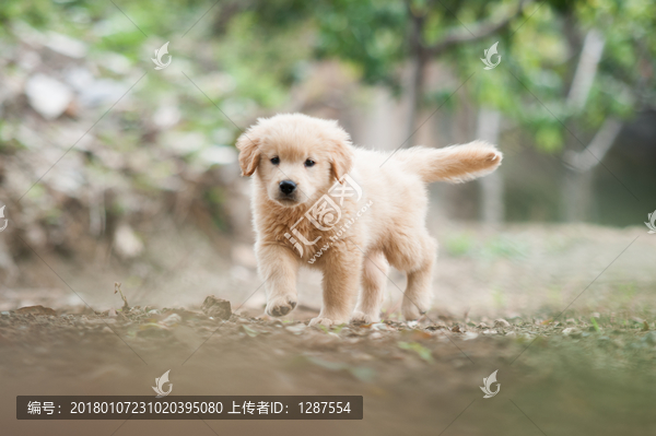 金毛巡回猎犬