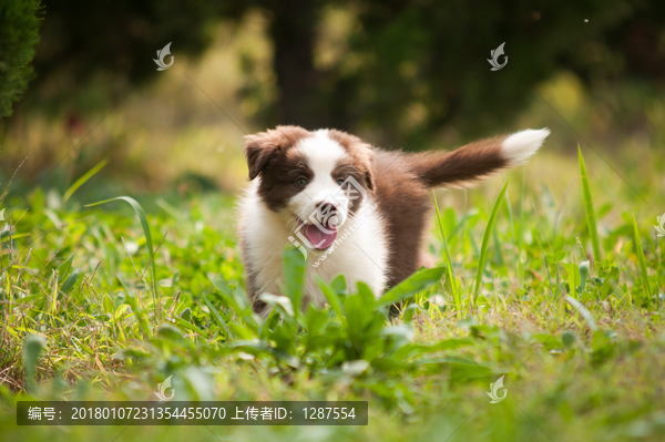 邊境牧羊犬
