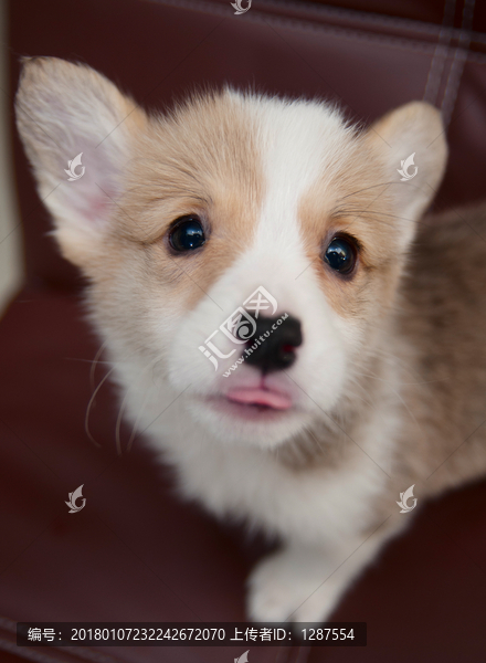 彭布罗克威尔士柯基犬