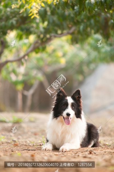 边境牧羊犬