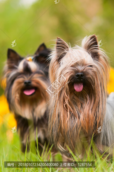 约克夏梗犬