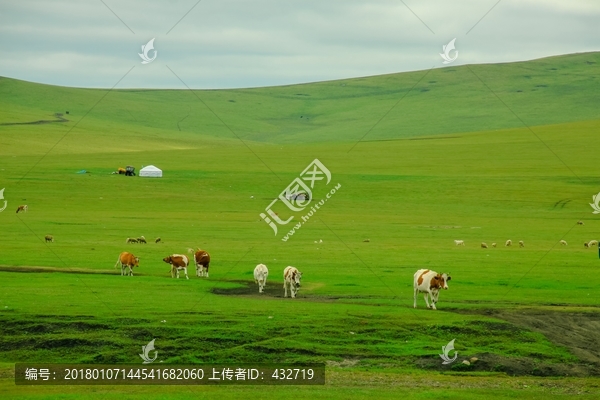 草原牛群蒙古包