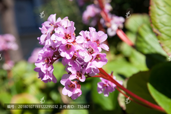 粉色花卉特写