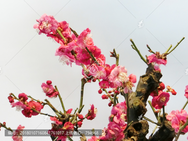 梅花,红梅