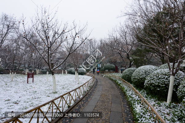 雪后的济南趵突泉公园,（51）