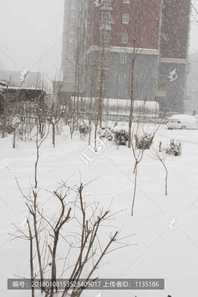 大雪中的枯树