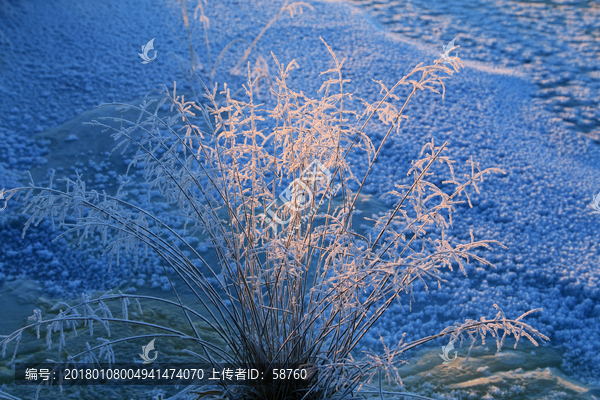 雪原草叶冰霜般的冷艳之美