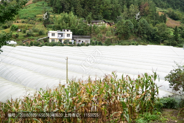 瓜果种植大棚种植