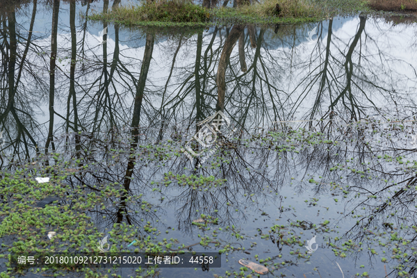 水中倒影树木