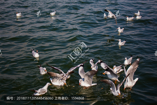 大理洱海飞翔的海鸥