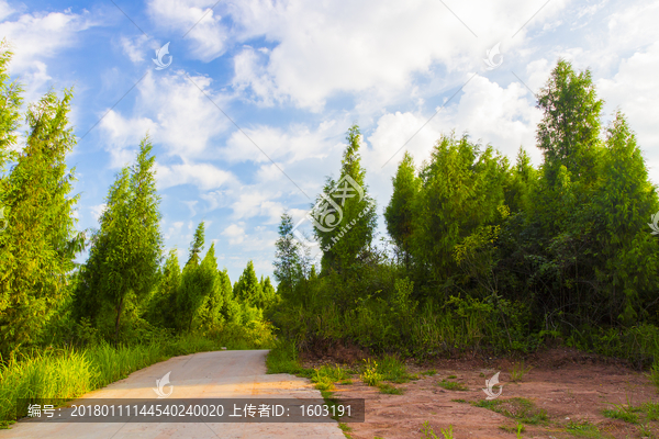 山路,松树,天空