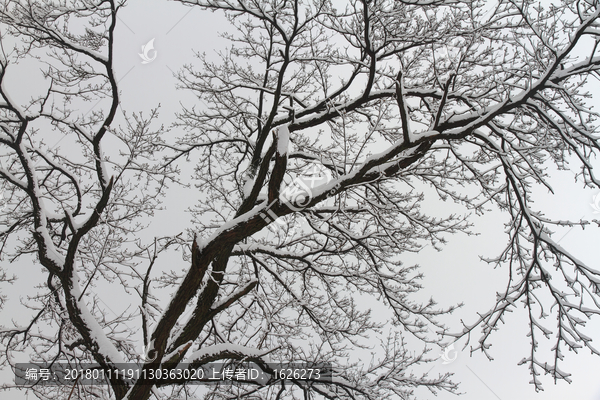 雪树