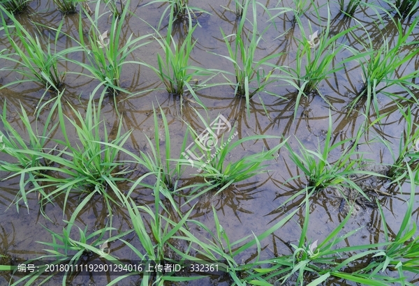 水稻田