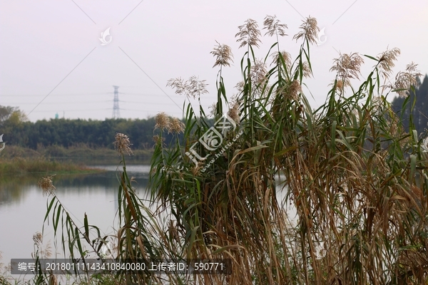 芦苇,池塘