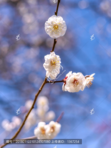 樱花特写,春天樱花盛开