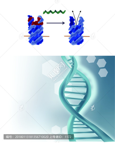 细胞DNA分子结构