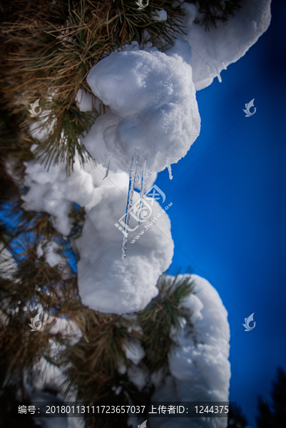 雪景