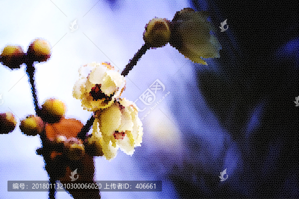 臘梅藝術(shù)畫