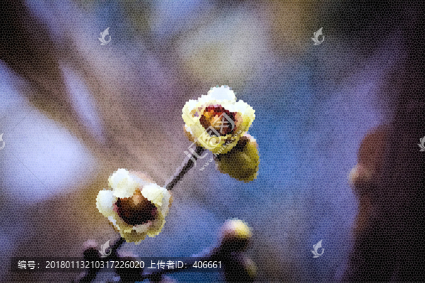 臘梅藝術(shù)畫