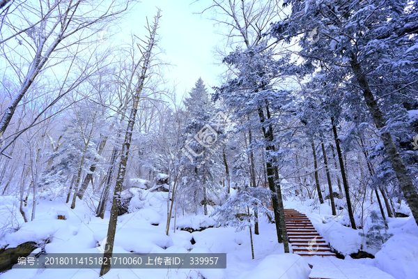 雾凇,冰雪风光,雪景,蓝天白云